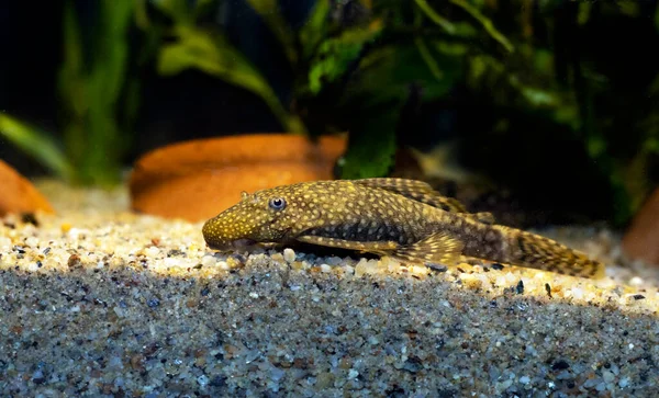 stock image Bushymouth catfish - Ancistrus dolichopterus