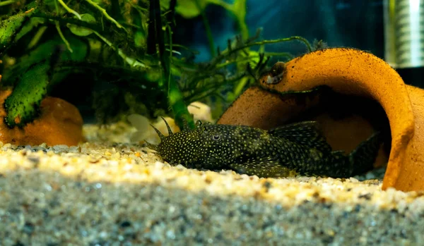 Pesce Gatto Muscoloso Ancistrus Dolichopterus — Foto Stock