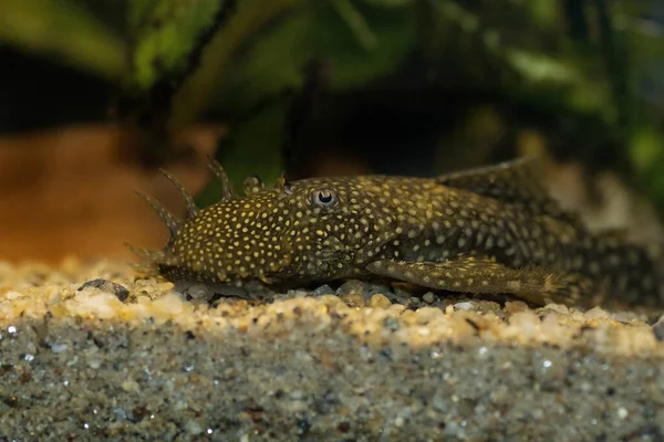 Bushymouth catfish - Ancistrus dolichopterus