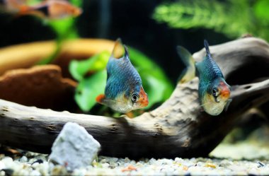 Green Tiger Barb freshwater fish - (Puntigrus tetrazona)