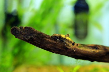 Panda garra freshwater fish - Garra flavatra