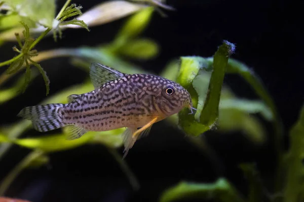 Corydoras Haraldschultzi Tropical Freshwater Fish Belonging Corydoradinae — Stock Fotó