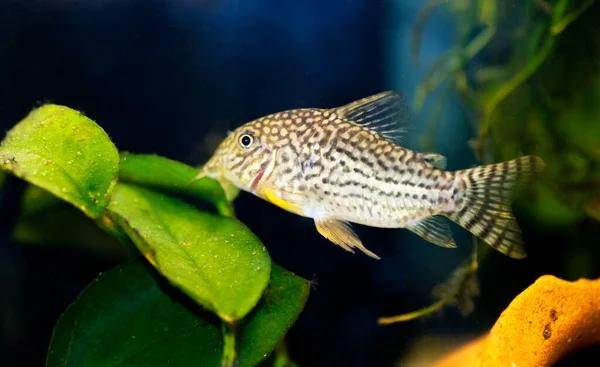 Corydoras Haraldschultzi Tropical Freshwater Fish Belonging Corydoradinae — Stockfoto