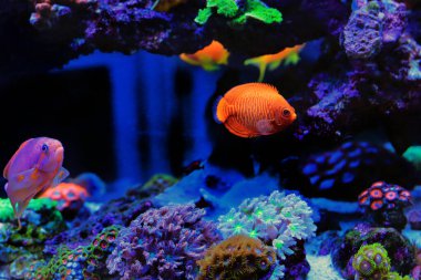 Golden angelfish - (Centropyge aurantia