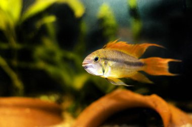 Cockatoo dwarf cichlid fish - Apistogramma cacatuoides