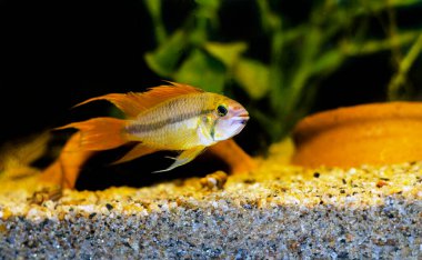 Cockatoo dwarf cichlid fish - Apistogramma cacatuoides