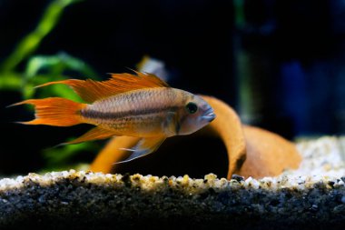 Cockatoo dwarf cichlid fish - Apistogramma cacatuoides