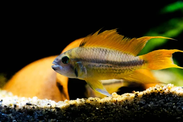 stock image Cockatoo dwarf cichlid fish - Apistogramma cacatuoides