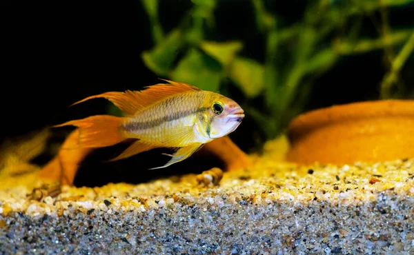 Cockatoo Dwarf Cichlid Fish Apistogramma Cacatuoides — Stock Fotó