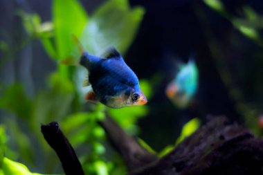 Green Tiger Barb freshwater fish - (Puntigrus tetrazona)