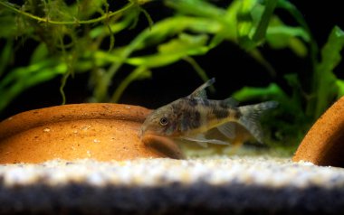  Blue leopard corydoras fish - Corydoras paleatus