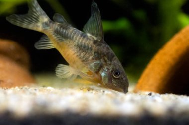  Blue leopard corydoras fish - Corydoras paleatus