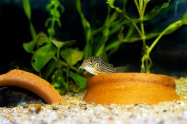 Corydoras sterbai - Sterba's Cory fish