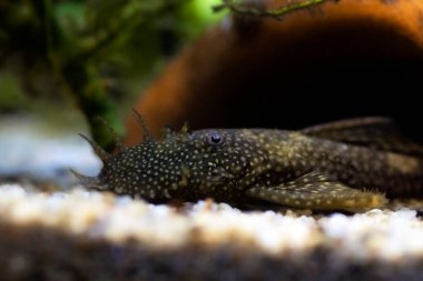 Bushymouth catfish - Ancistrus dolichopterus