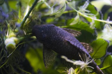 Bushymouth catfish - Ancistrus dolichopterus
