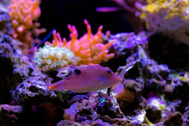 Fingerprint compressed toby puffer fish - Canthigaster compressa