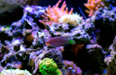 Altı çizgili Wrasse - (Pseudocheilinus Hexataenia)
