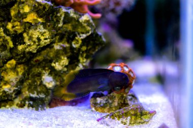 Black comb-tooth blenny fish - Ecsenius namiyei