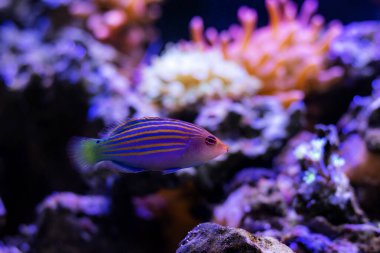 Altı çizgili Wrasse - (Pseudocheilinus Hexataenia)
