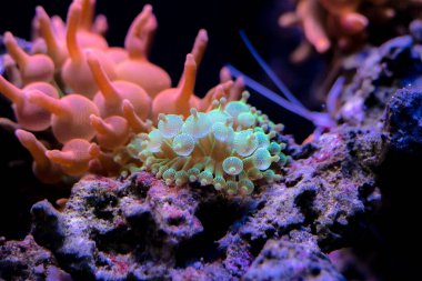 Yeşil kabarcık-ipucu anemon (Entacmaea quadricolor)