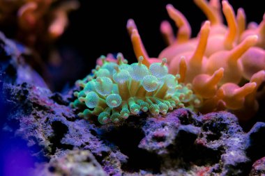 Green Bubble-tip anemone (Entacmaea quadricolor) clipart