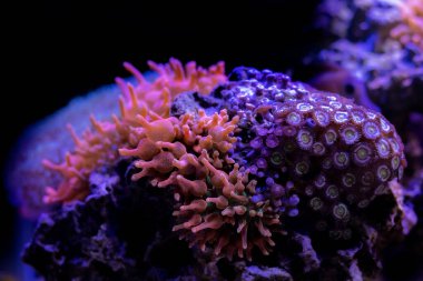 Rose Bubble-tip anemone - (Entacmaea quadricolor)