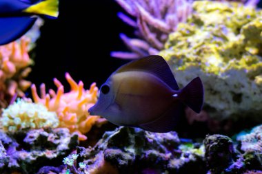 Twotone brown tang fish - Zebrasoma scopas