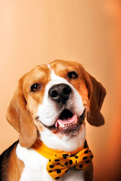 Beagle Dog Portrait Shooting Fotografie Studio — Stockfoto