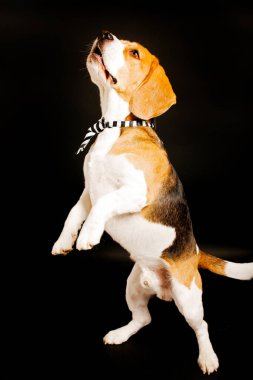 Beagle köpek portresi, evcil hayvan fotoğraf stüdyosunda fotoğraf 