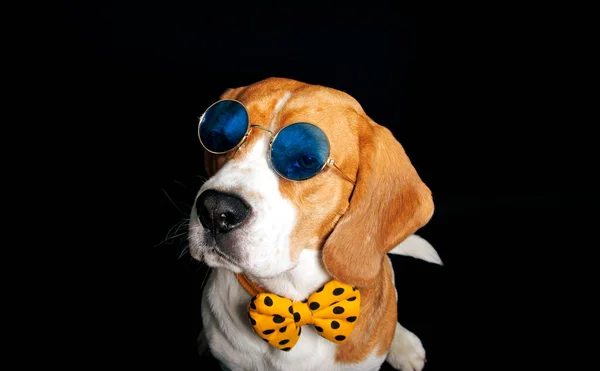 Beagle Hund Porträtt Skott Fotografi Sällskapsdjur Fotostudio — Stockfoto