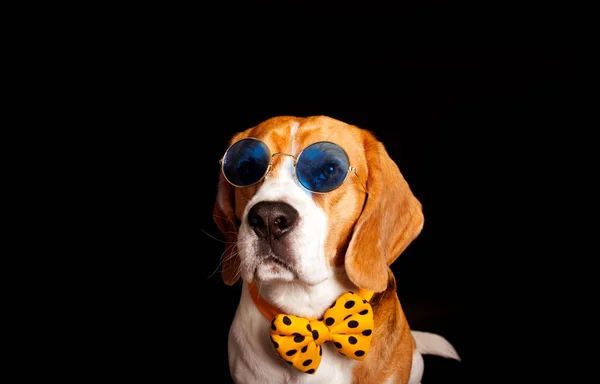 Beagle Cão Retrato Tiro Fotografia Estúdio Fotos Pet — Fotografia de Stock