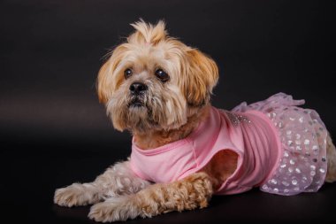 Lhasa Apso - Stüdyo fotoğrafında muhteşem bir köpek