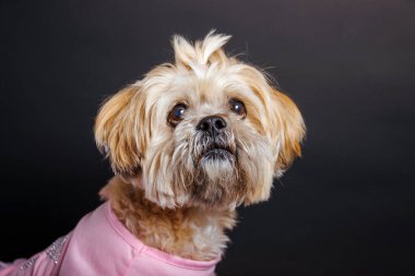 Lhasa Apso - Stüdyo fotoğrafında muhteşem bir köpek