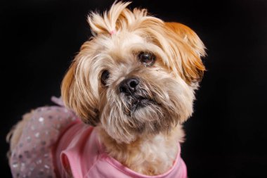 Lhasa Apso - Stüdyo fotoğrafında muhteşem bir köpek