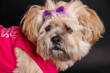 Lhasa Apso - Stüdyo fotoğrafında muhteşem bir köpek