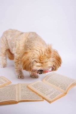 Lhasa Apso - Stüdyo fotoğrafında muhteşem bir köpek