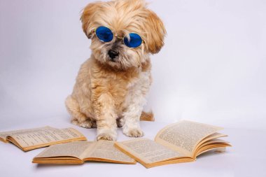 Lhasa Apso - Stüdyo fotoğrafında muhteşem bir köpek