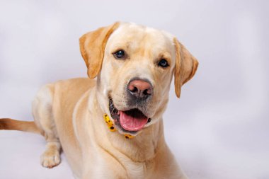 Labrador Retriever inanılmaz bir köpektir. Stüdyo çekimi