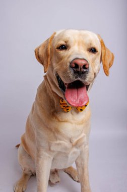 Labrador Retriever inanılmaz bir köpektir. Stüdyo çekimi