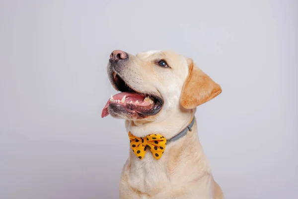 Labrador Retriever Een Geweldige Hond Studioshoot — Stockfoto