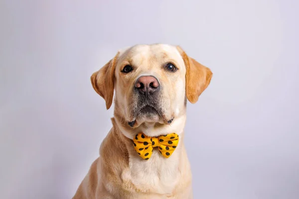 Labrador Retriever Een Geweldige Hond Studioshoot — Stockfoto