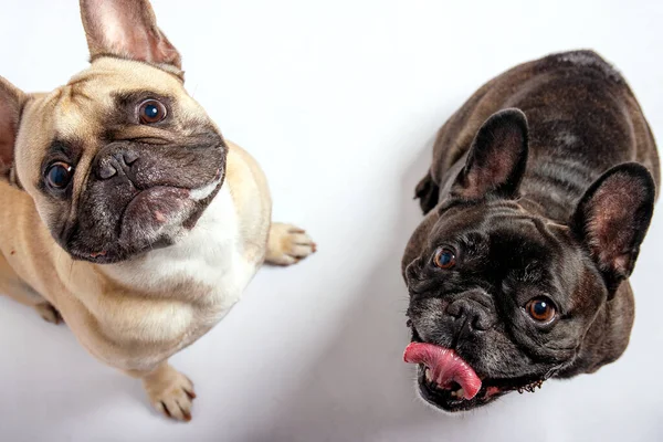 stock image Cute French bulldog photo-shooting in studio