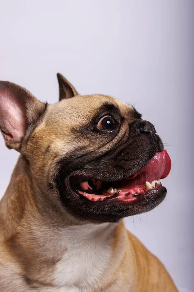 Carino Bulldog Francese Servizio Fotografico Studio — Foto Stock