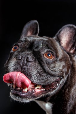 Stüdyoda güzel bir buldog fotoğraf çekimi.