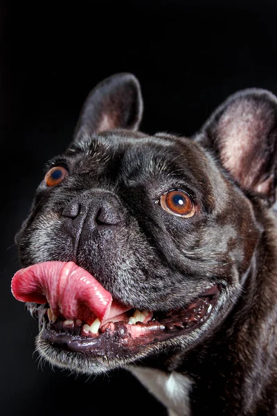 Leuke Franse Bulldog Fotoshoot Studio — Stockfoto