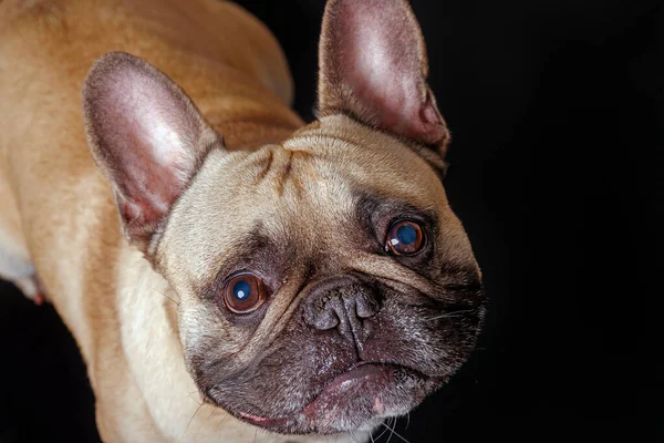 Carino Bulldog Francese Servizio Fotografico Studio — Foto Stock