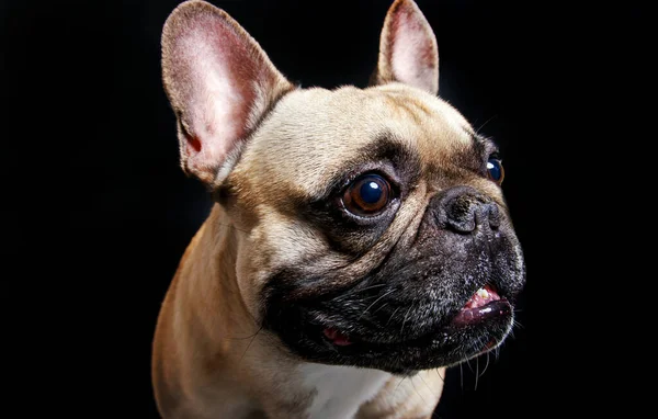 Leuke Franse Bulldog Fotoshoot Studio — Stockfoto