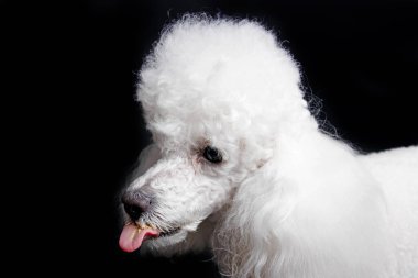 Siyah arka planda beyaz bir kanişin stüdyo çekimi.