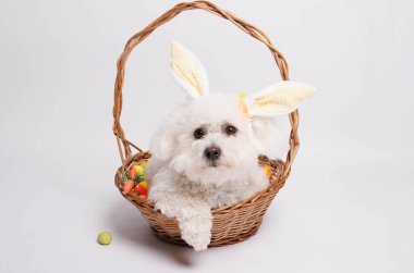 Beyaz arka planda sepette paskalya tavşanı kulaklı beyaz köpek.
