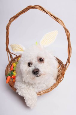 Beyaz arka planda sepette paskalya tavşanı kulaklı beyaz köpek.